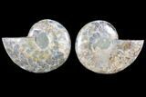 Cut & Polished Ammonite Fossil - Crystal Chambers #103074-1